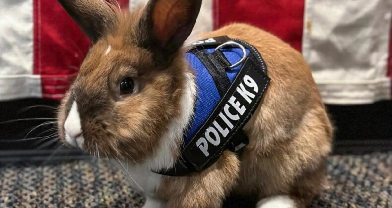 K9 tavşan polis teşkilatında işe başladı