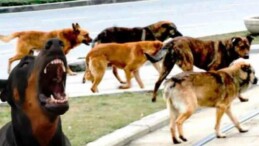 Emniyet mensubu ve öğretmenden acı haber! Başıboş köpek teröründe 2 ölü ve 7 yaralı!