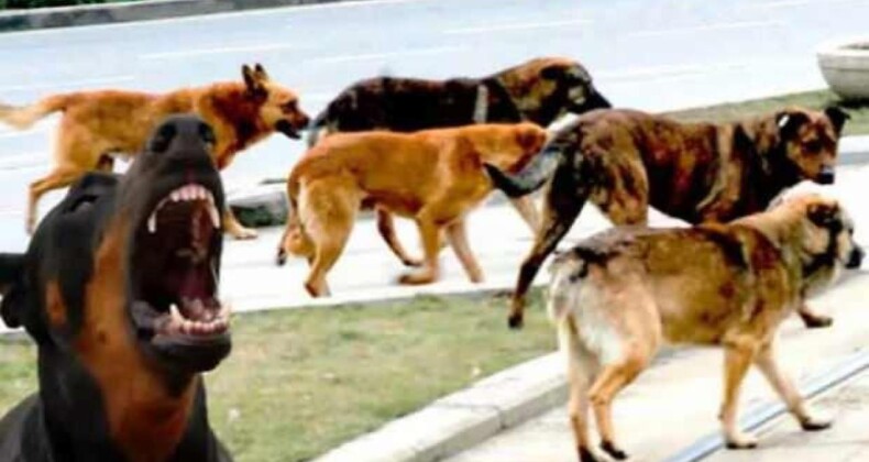 Emniyet mensubu ve öğretmenden acı haber! Başıboş köpek teröründe 2 ölü ve 7 yaralı!