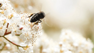 Siyah arı balı özü (Black BeeOme) nedir?