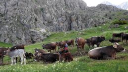 60 bin TL maaşla çoban bulamayınca sorunu bu türlü çözdüler