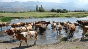 60 bin TL’ye çoban bulunmuyor: Çareyi bakın nasıl buldular!